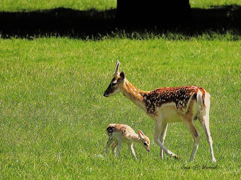 Primeur in Dierenpark Dronten: Damhertkalfje geboren in de weide