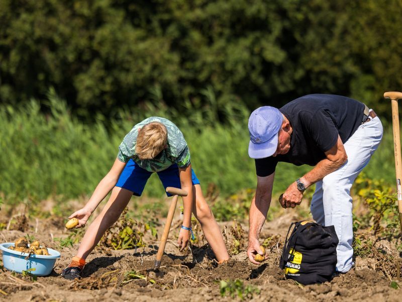 Aardappelrooidag in Dronten: zelf oogsten en beleven