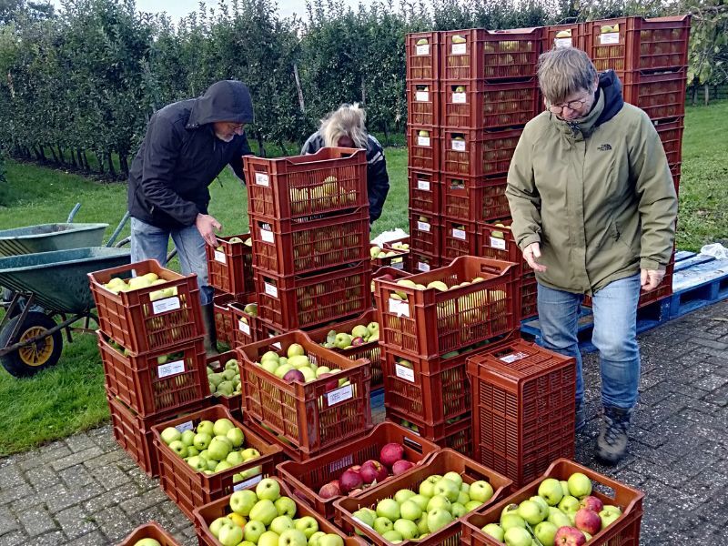 Appels van de appelpluk worden in kratten verzameld voor de voedselbank
