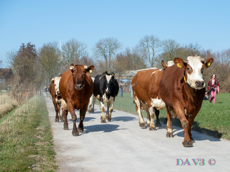 20250307 koeien warmonderhof 2