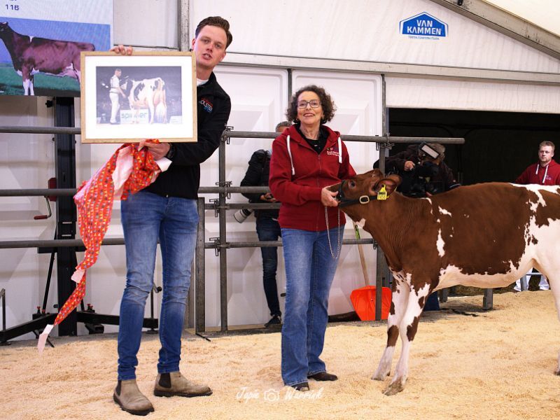 20250416 koeienveiling grin 3