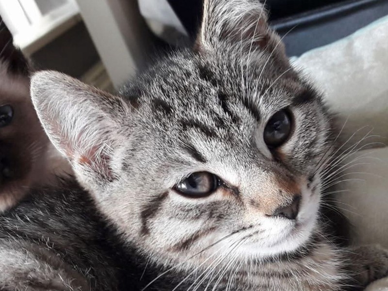 Poes Tijger na zeven jaar weer terug bij eigenaar in Zeewolde