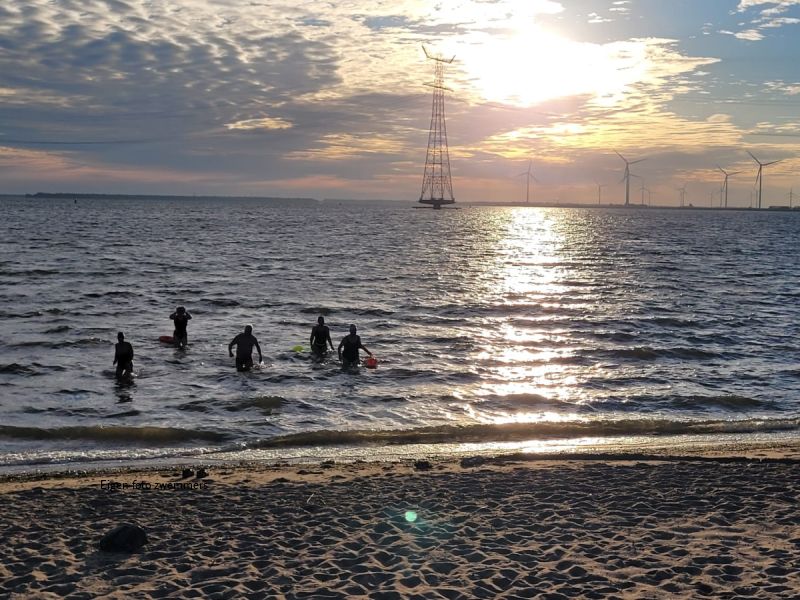 Swifterbantse waterratten plonzen op zondagochtend in het Ketelmeer.