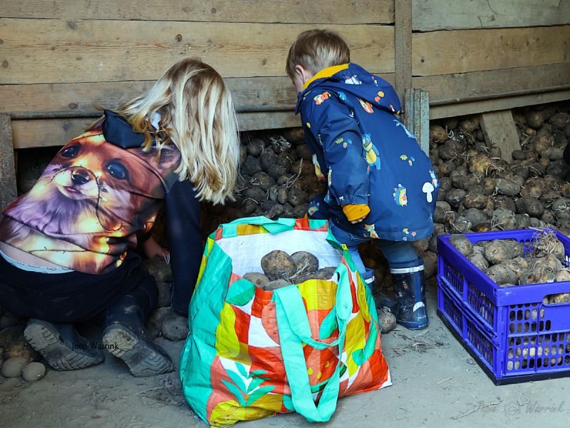 “400.000 kilo aardappelen en geen koper: Drontense teler in de problemen na faillissement CêlaVíta”