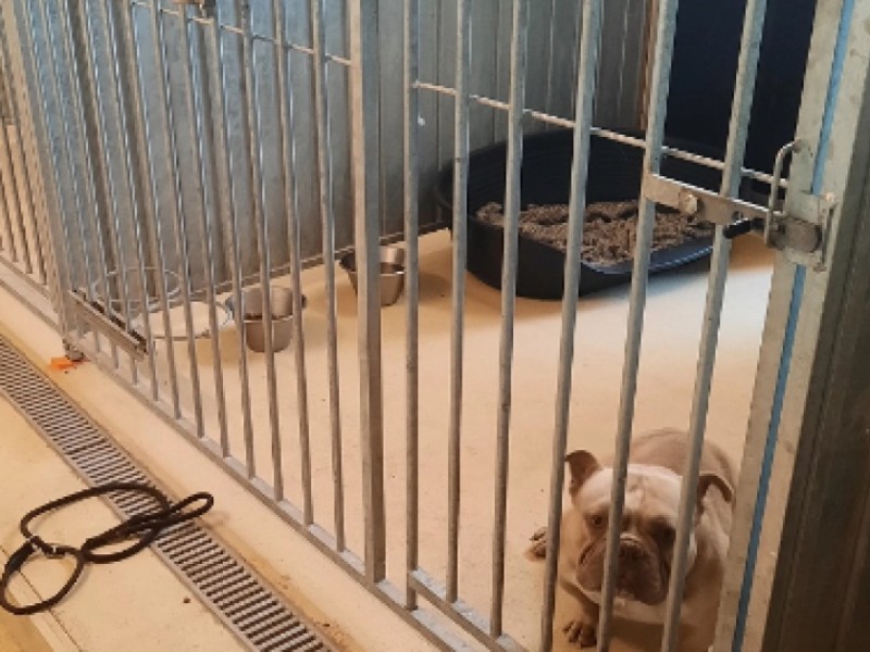 Dierennoodhulp doet alles, van een gewond vogeltje tot een kat in een stroomkast