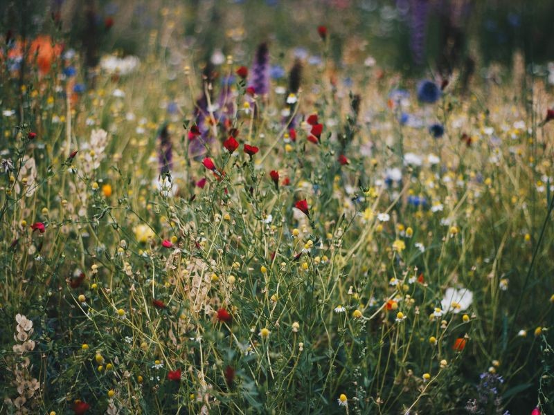 wilde bloemen