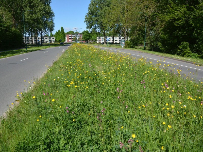 Meer groen en gezonde wijken: Dronten zet natuur op de kaart