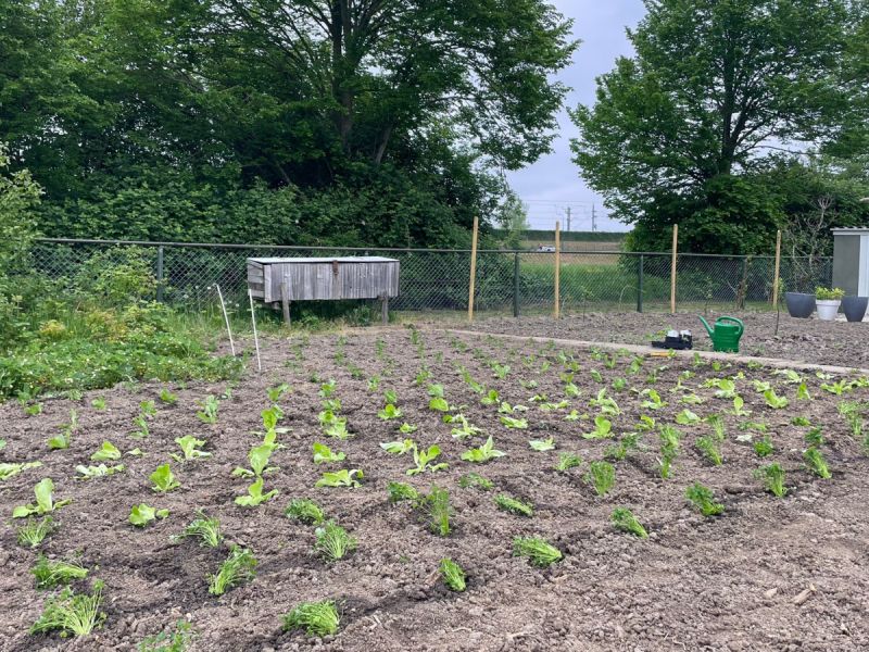 Voedselbank zoekt vrijwilligers voor moestuin in Dronten