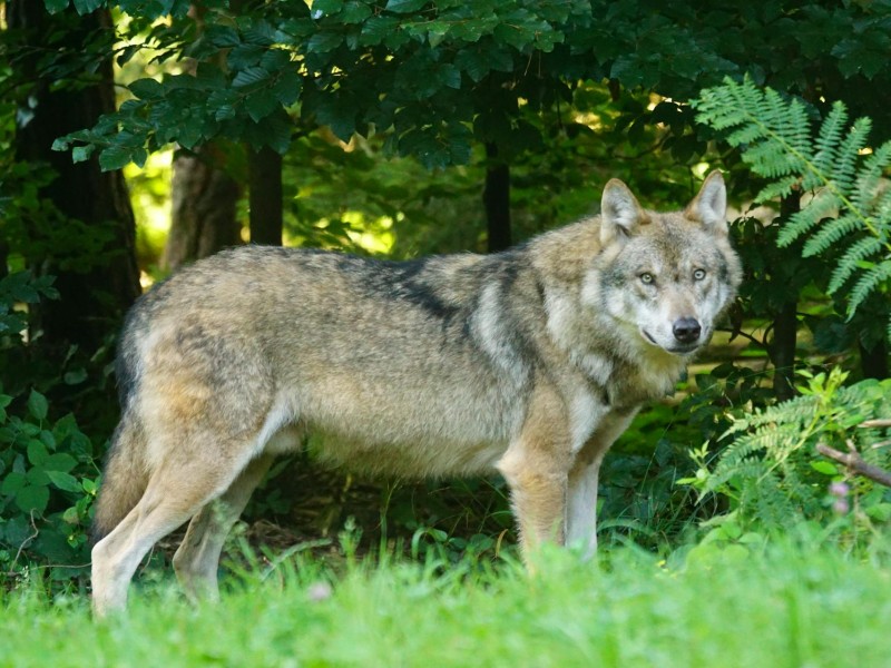 Wolf aan bosrand