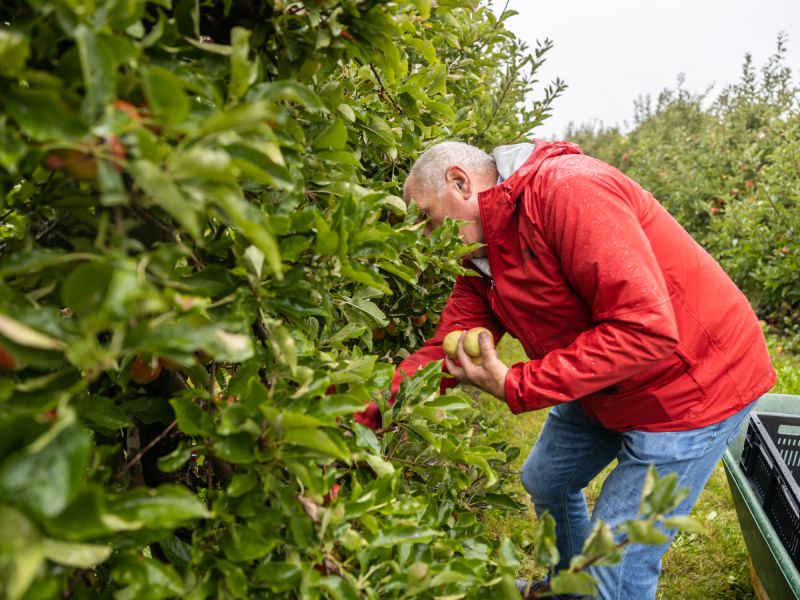 Appels plukken voor de Voedselbank: vrijwilligers gezocht