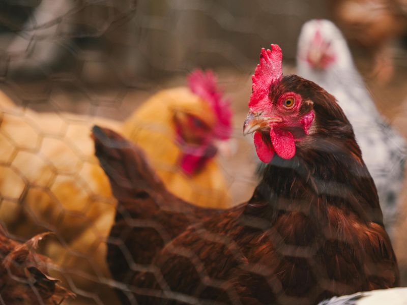 Vogelgriep op bedrijf in Biddinghuizen, 55.000 kippen geruimd