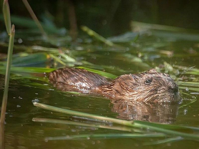 Waterschap zegt grip te krijgen op de muskusrat, vorig jaar een derde minder