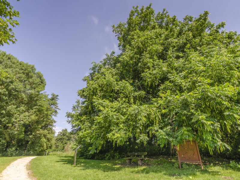 Morrenboom in Dronten genomineerd voor Boom van Nederland